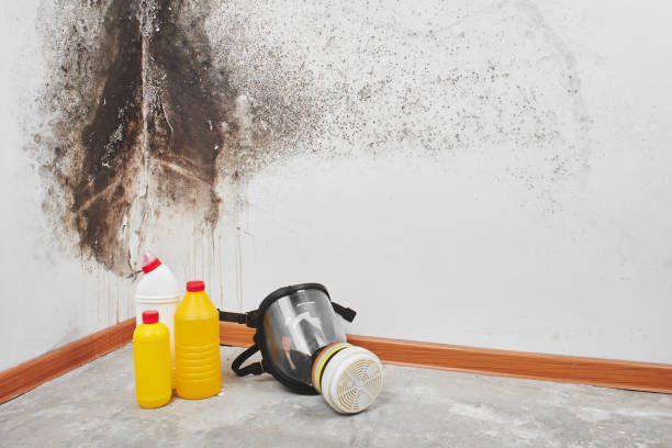 Best Mold Damage Repair  in Rowlett, TX