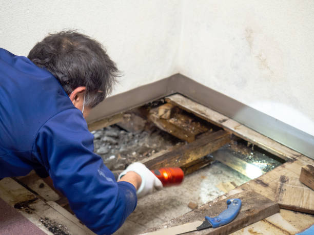 Best Mold Cleaning Services  in Rowlett, TX
