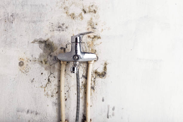 Best Certified Mold Removal  in Rowlett, TX