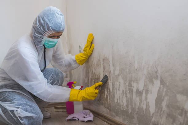 Best Mold Testing  in Rowlett, TX