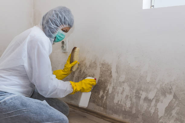 Best Black Mold Removal  in Rowlett, TX