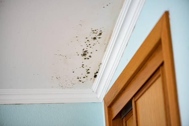 Best Water Damage Restoration  in Rowlett, TX