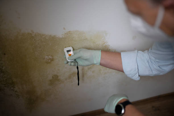 Best Residential Mold Removal  in Rowlett, TX