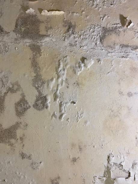 Best Mold Removal Near Me  in Rowlett, TX