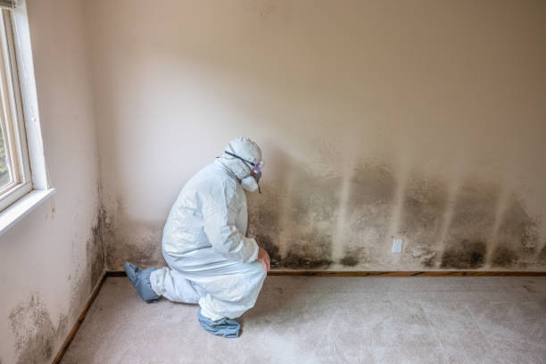 Best Affordable Mold Removal  in Rowlett, TX