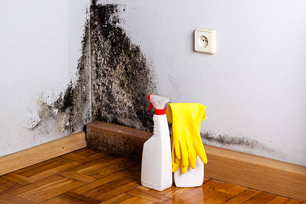 Best Mold Removal Near Me  in Rowlett, TX