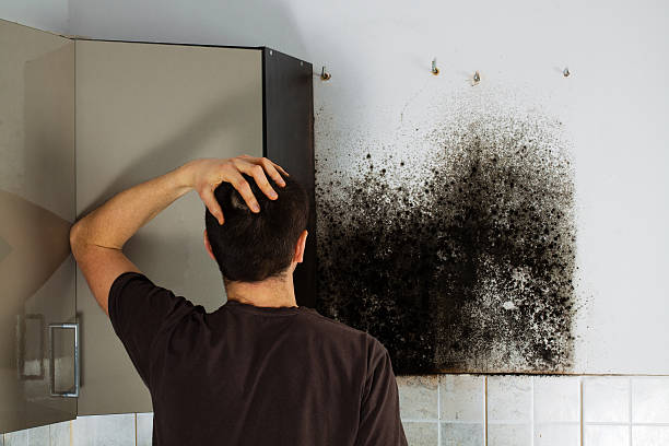 Best Mold Damage Repair  in Rowlett, TX
