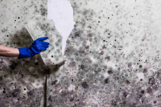 Best Professional Mold Removal  in Rowlett, TX